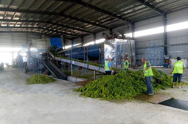 滸苔烘干機如何把滸苔苔蘚變廢為寶？